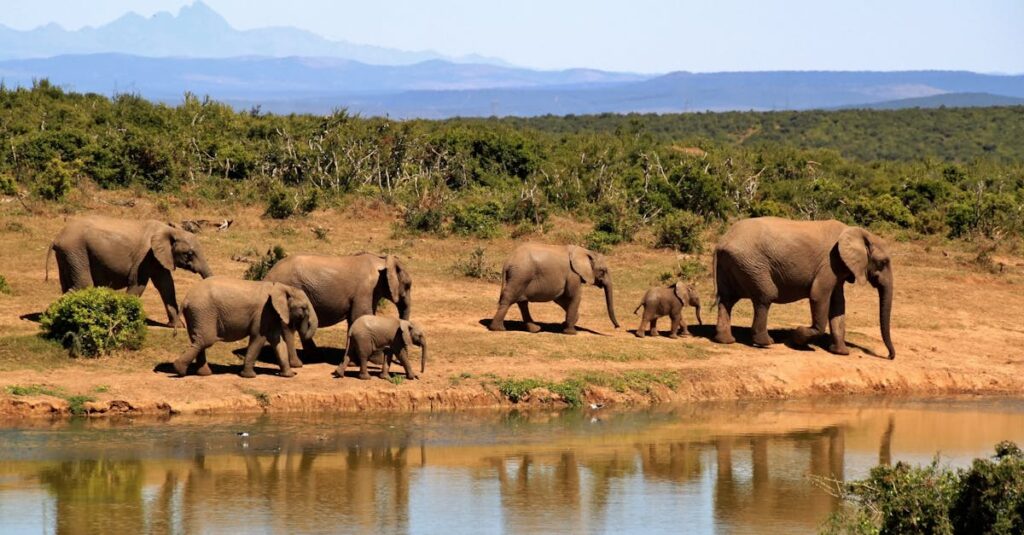 7 Elephants Walking Beside Body of Water during Daytime