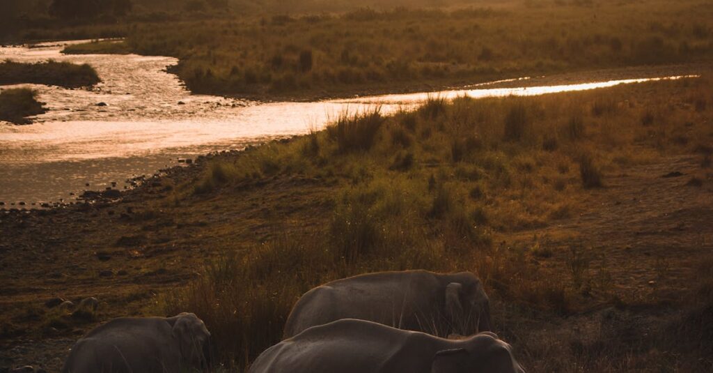 Grazing by the evening. Corbett Landscape during summer