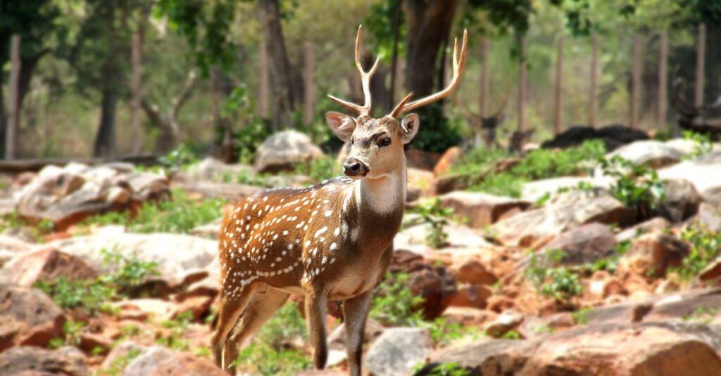 Photo of Deer on Boulders