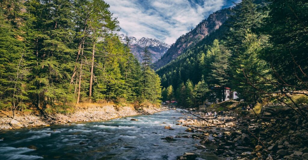 River Surround by Trees