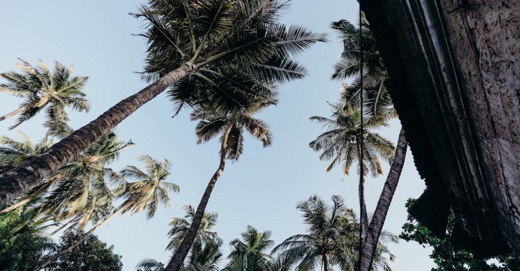 Green Palm Tree Under Blue Sky