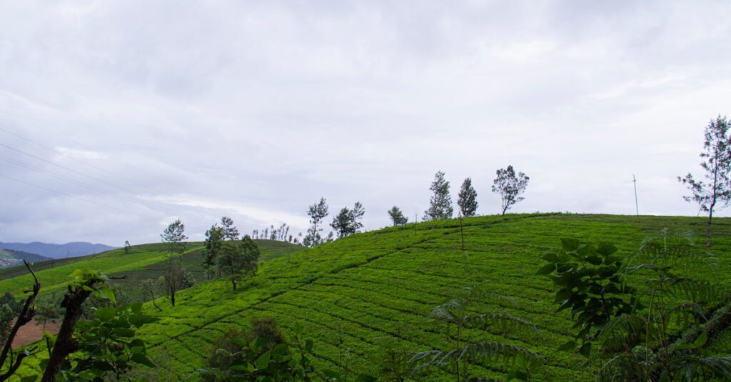 Hills of a Tea Plantation