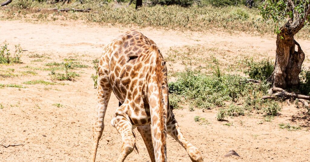 Brown Giraffe on Drinking on the Lake