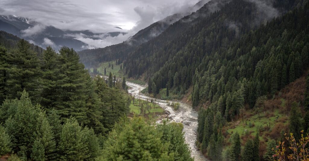 A River Between the Mountains with Trees