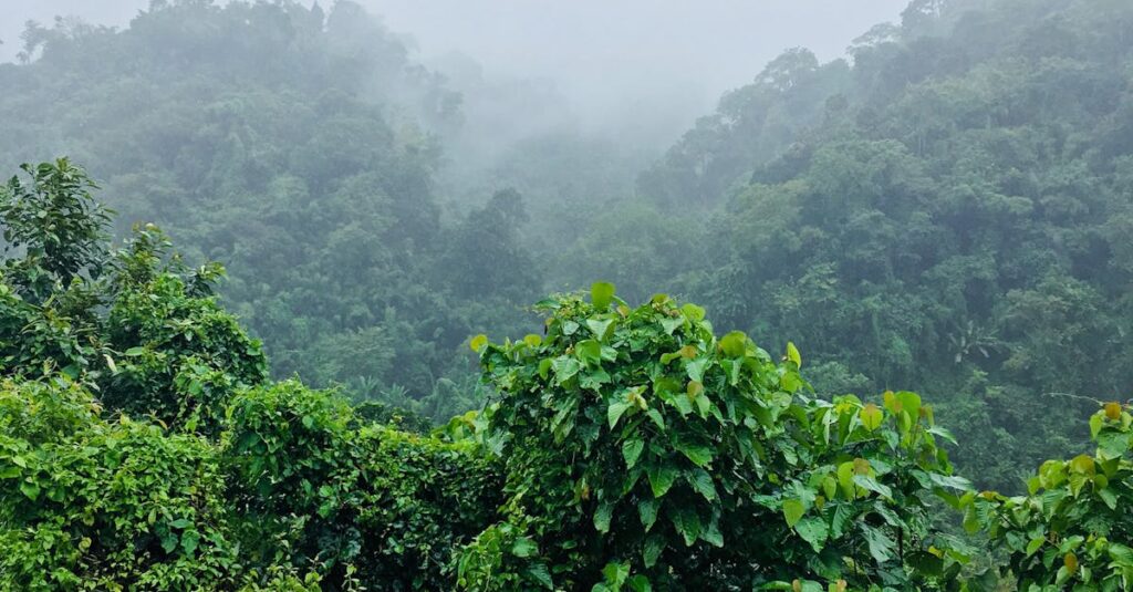 Green Leafed Plants Under Foggy Morning