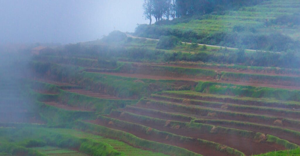 Photo of Green and Brown Rice Terraces